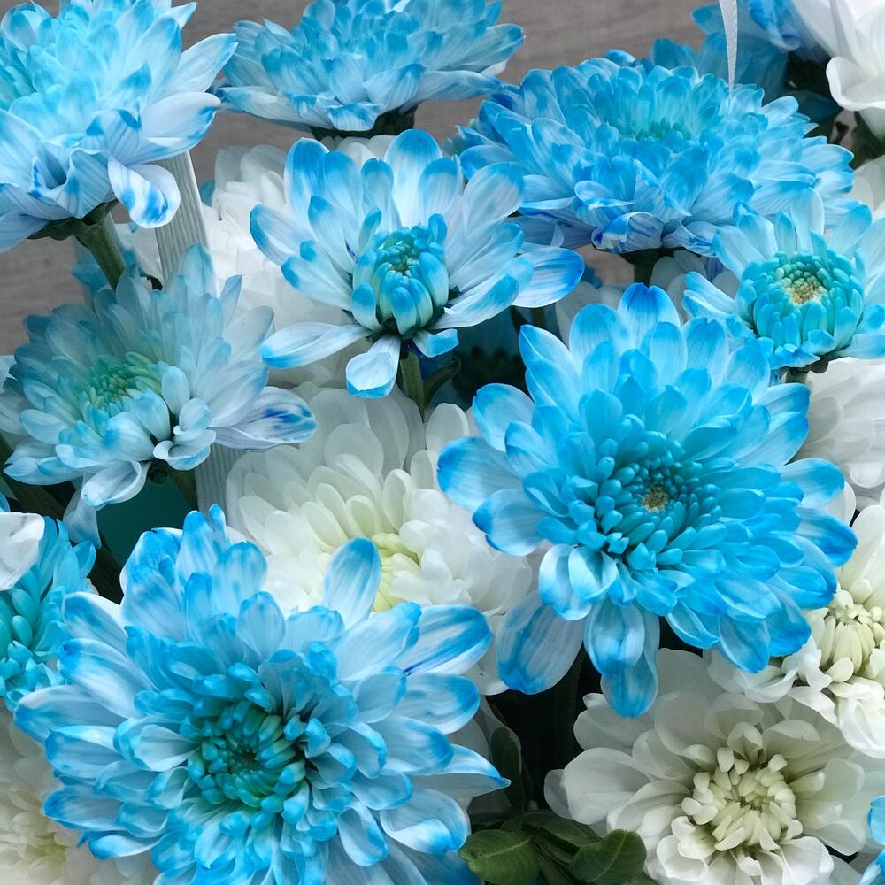 https://content2.flowwow-images.com/data/flowers/1000x1000/52/1726200401_23294052.jpg